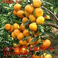 精品果苗批發(fā)全攻略 翠冠梨與黃花梨優(yōu)質(zhì)苗木選購指南
