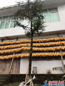 三里河花卉苗木大促 綠植多肉、年宵花卉與精品果樹苗一站購齊
