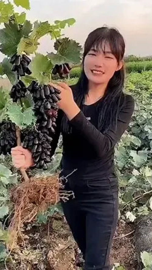 優(yōu)質(zhì)農(nóng)產(chǎn)品的種屬奧秘 藍(lán)寶石葡萄種植指南