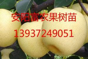 探訪山東果樹苗基地 從東營到聊城的綠意產(chǎn)業(yè)