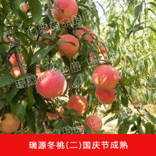 2019年果樹種苗價(jià)格全解析 批發(fā)市場走勢與園林網(wǎng)報(bào)價(jià)參考