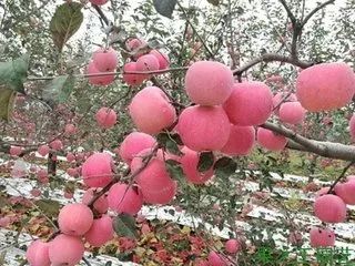 果樹施肥的誤區(qū)與正確方法