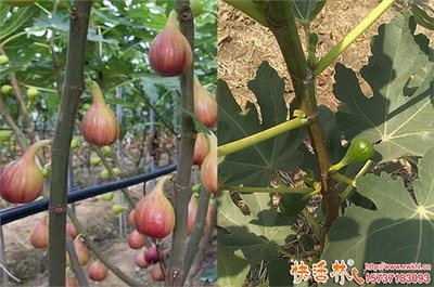 無花果樹冬季防凍實(shí)用指南